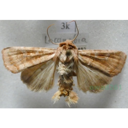 Lacanobia  splendens (Hübner, 1808) Slovakia3k